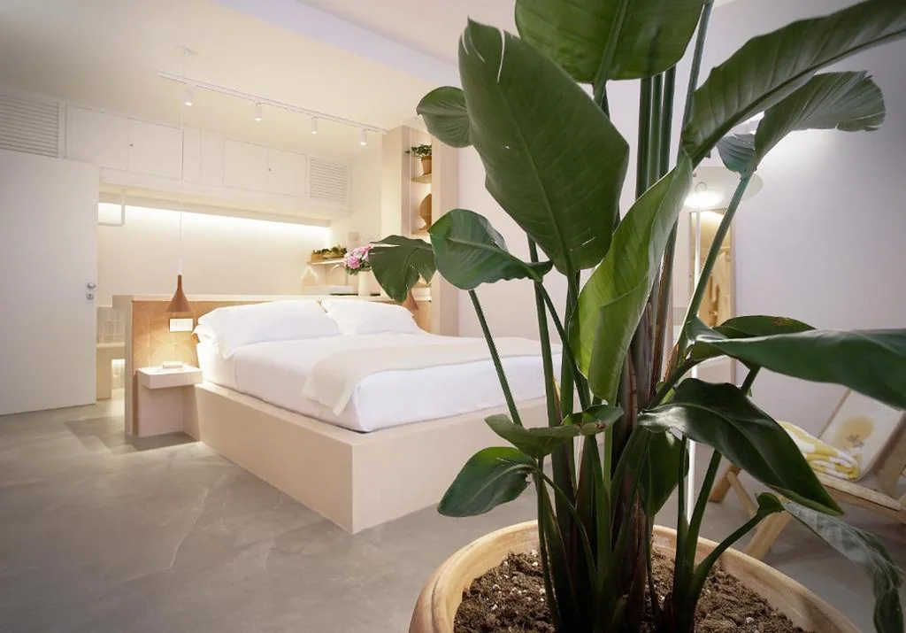 allegra suites