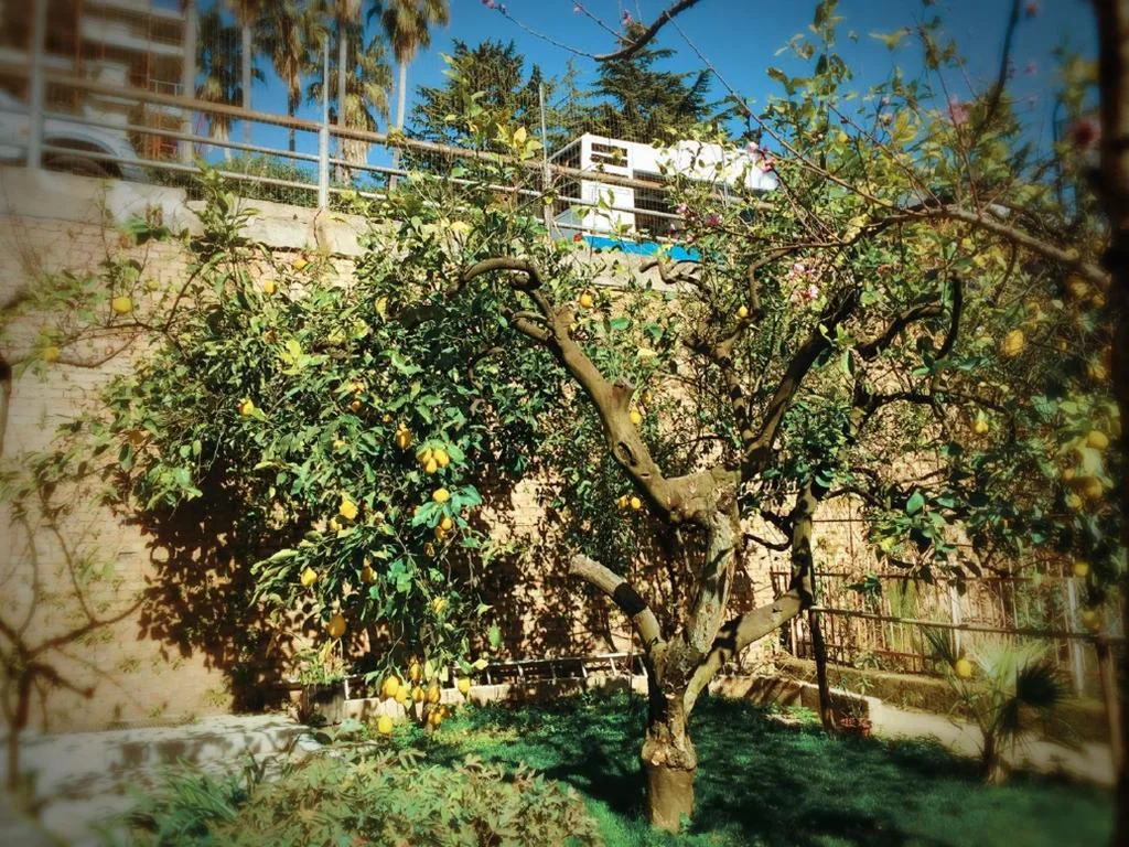 Aloha House — foto 5