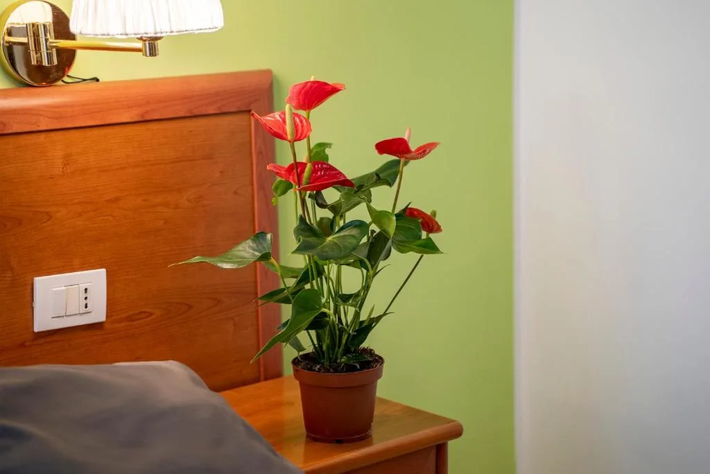 Large Double/Twin Room — il passetto