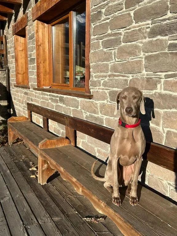 Artemisia Eco-Pet friendly B&B — foto 8