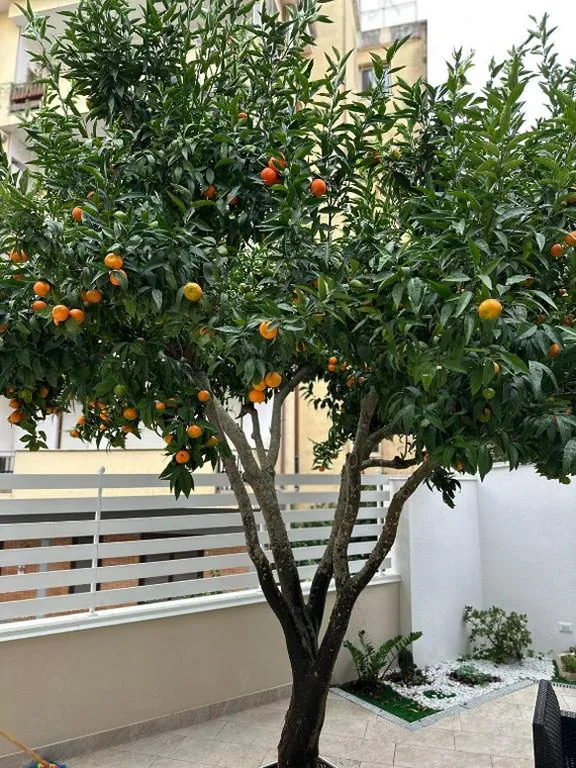 B&B Villa Soleil — foto 6