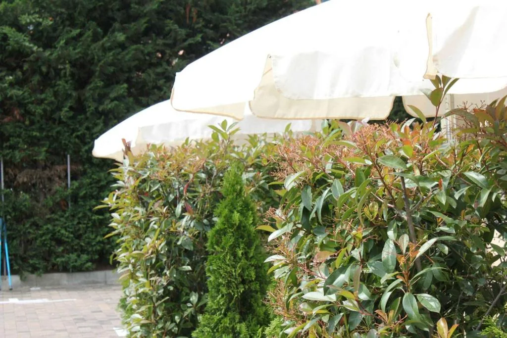 Camera Matrimoniale Classic con Patio — Best Western Hotel Anthurium
