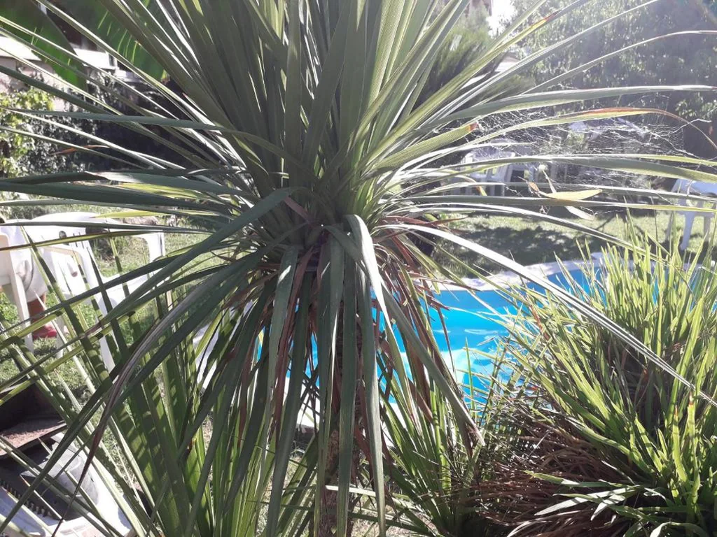 casa Marilena — foto 4