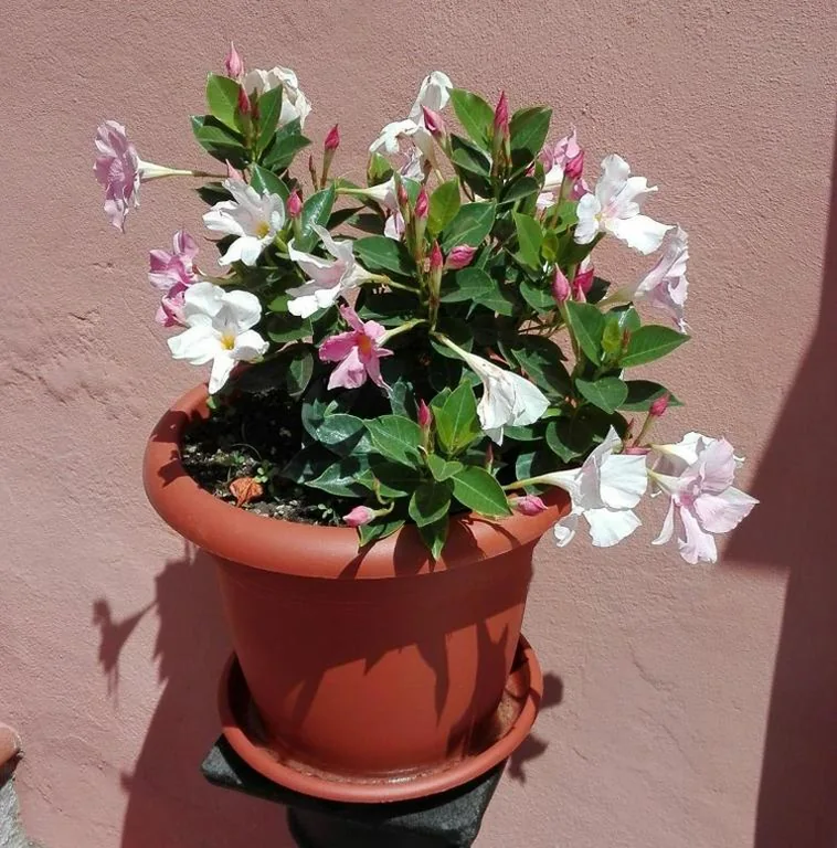 Casa Vacanze — Casa Ofelia