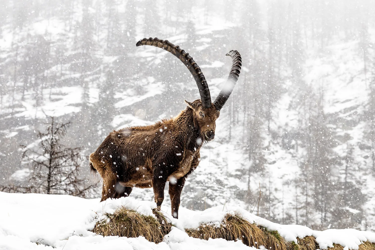 Stambecco nel Parco Nazionale Gran Paradiso sopra Cogne