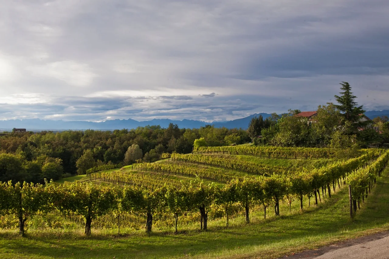 Le colline del Collio coperte di vigneti, vicino a Gorizia