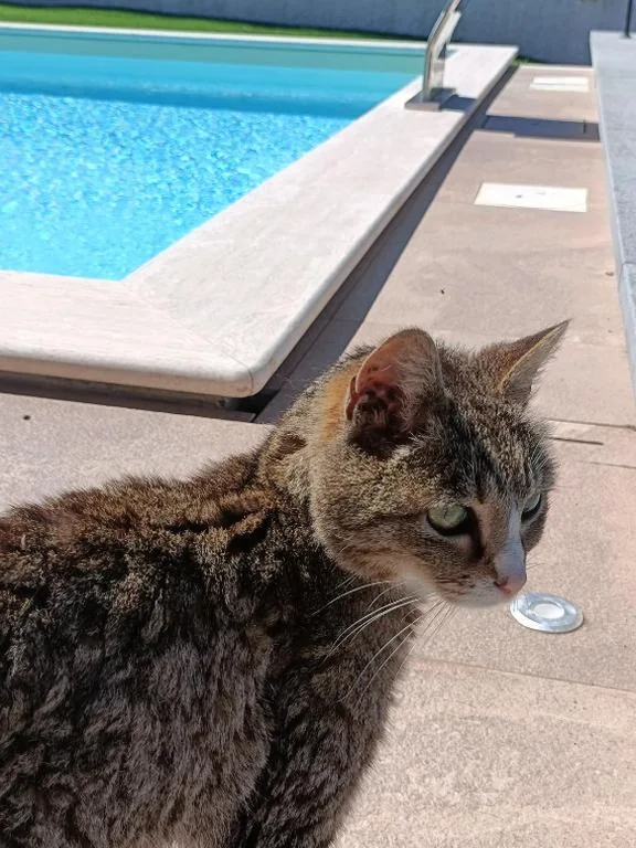 Di Luna e Di Sole — foto 4