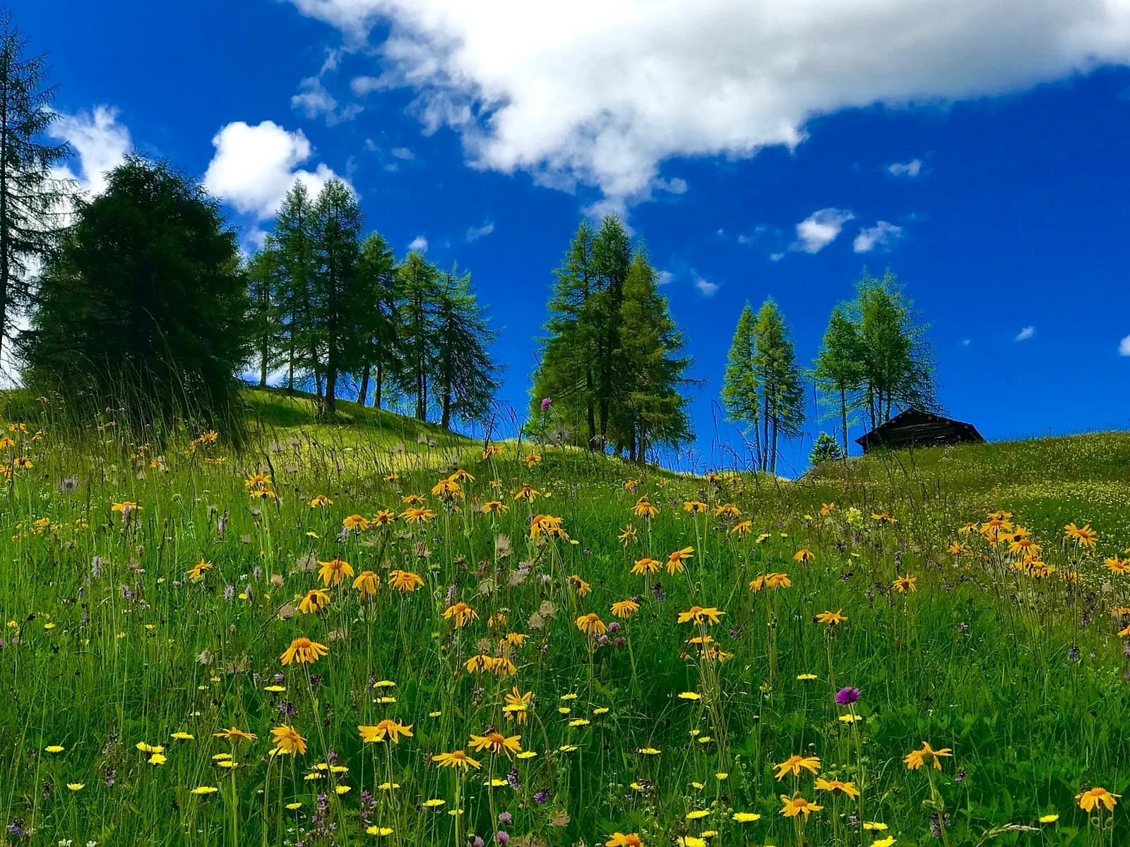 Prati fioriti e crode delle Dolomiti d'estate