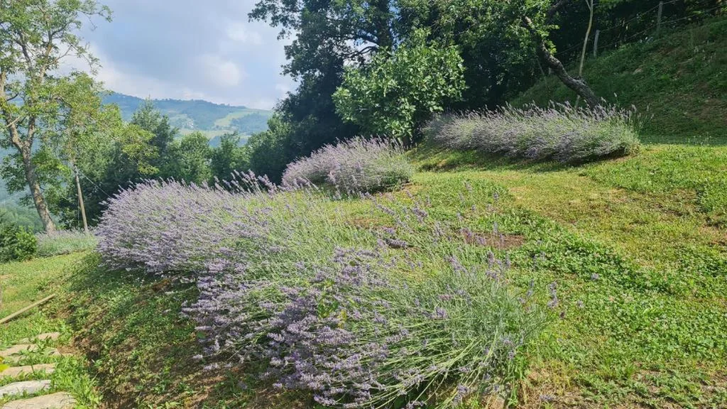Casa con 3 Camere da Letto — Tana della Lavanda