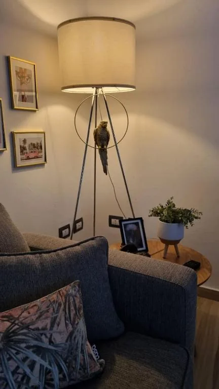 La Gubbiata — foto 6