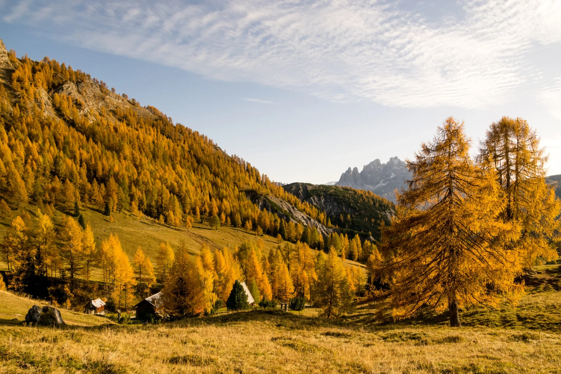 Boschi di larici color oro sulle Dolomiti in autunno