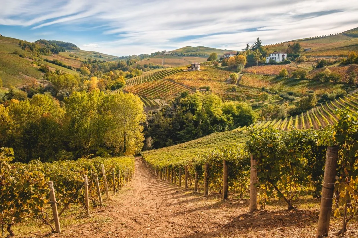 I vigneti della Franciacorta con il Lago d'Iseo sullo sfondo