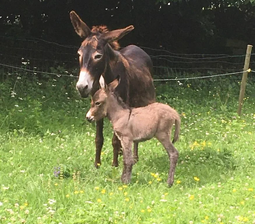 B&B l’Asinello Rampante — foto 6