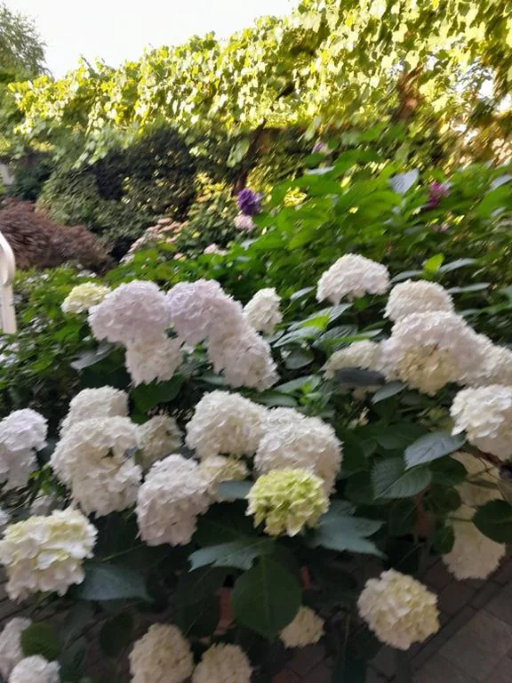 Cortile Fiorito Bed and Breakfast mini appartamento — foto 7