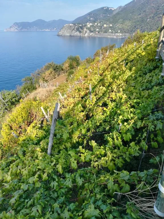 Giovanni Rooms Manarola — foto 7