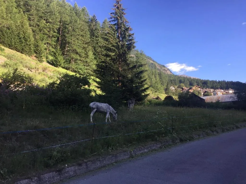 Hotel Camping Grivola — foto 6