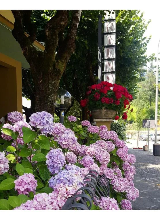 Hotel Delle Ortensie — foto 5