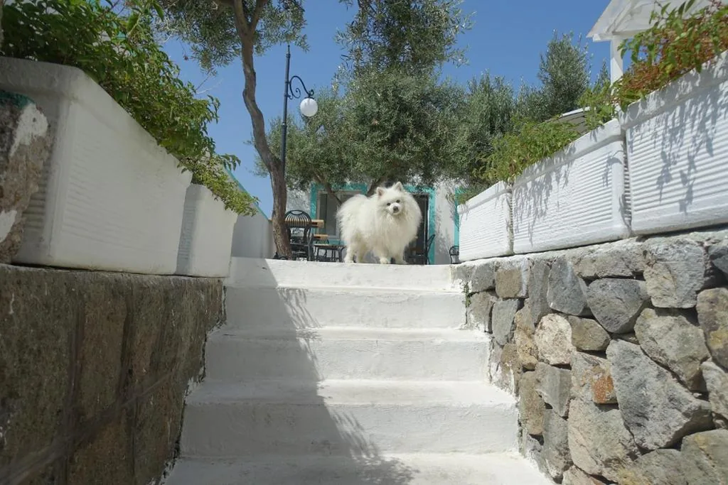 Il Capriccio Guesthouse — foto 8