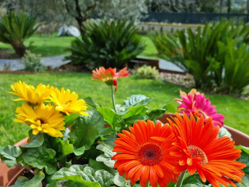 Il Casale nel Parco Guesthouse — foto 5