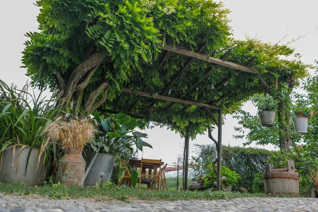 Il Germano Reale — foto 5