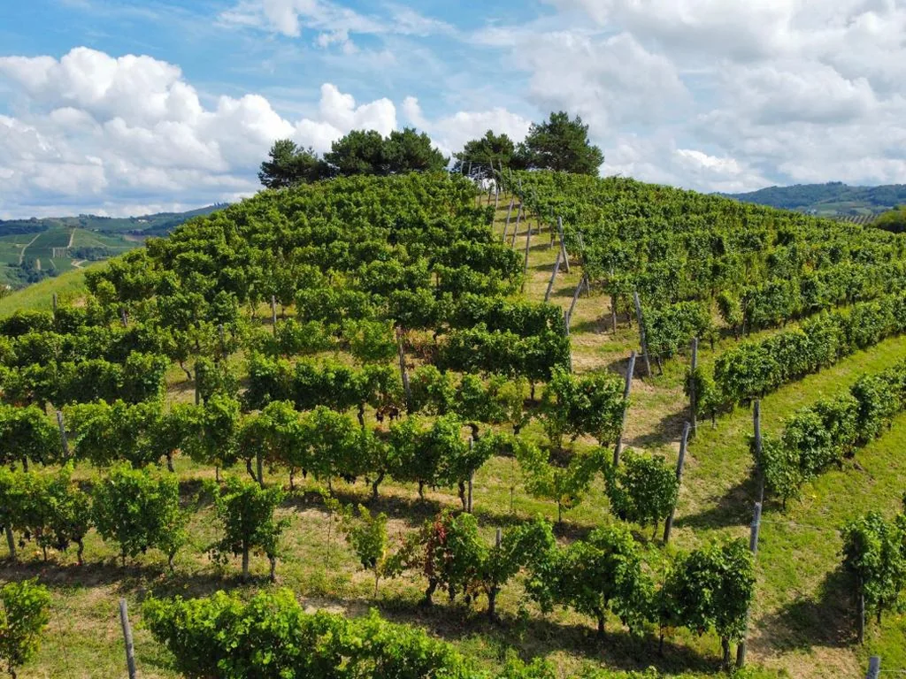 Il Girasole Apartments – Langhe — foto 3