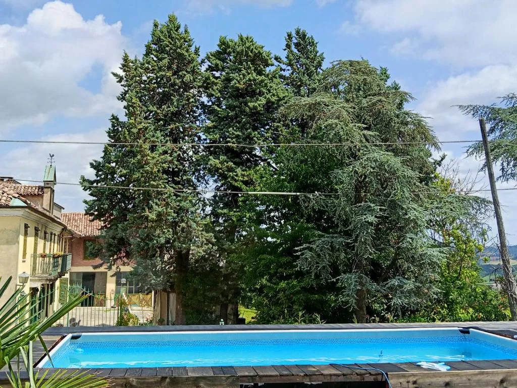 La vigna — foto 8