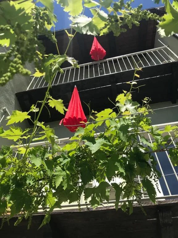 La Vite è Bella — foto 8
