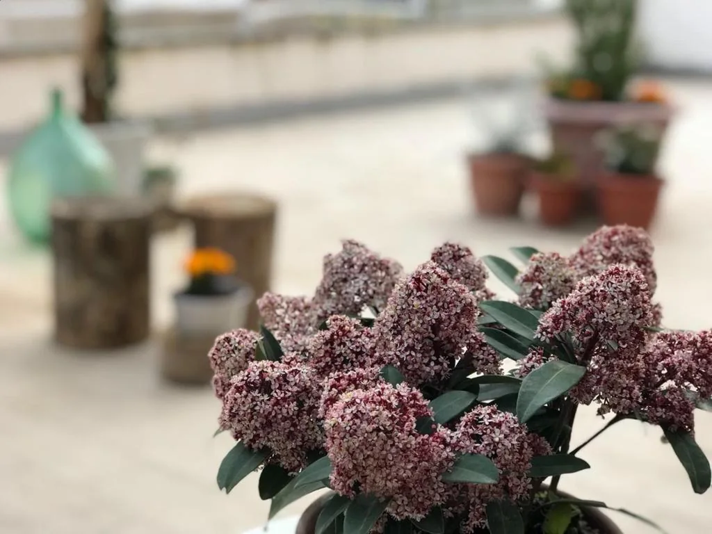 le Piagge — foto 6