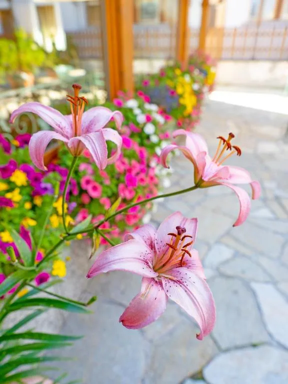 Albergo Alpenrose — foto 7