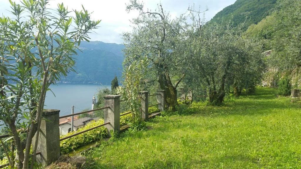 Gli Ulivi di Nesso