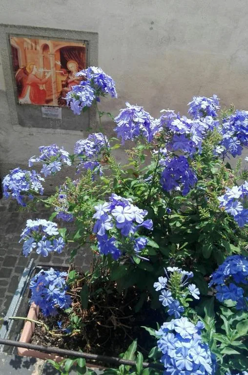 Palazzetto Bentivoglio — foto 8
