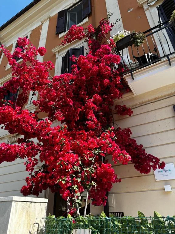 Mariviva Guest House — foto 8