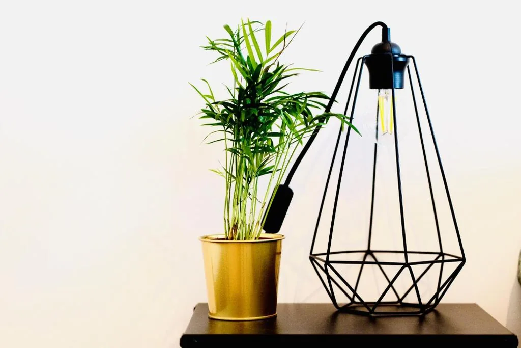 PLANT HOUSE Roma San Paolo — foto 6