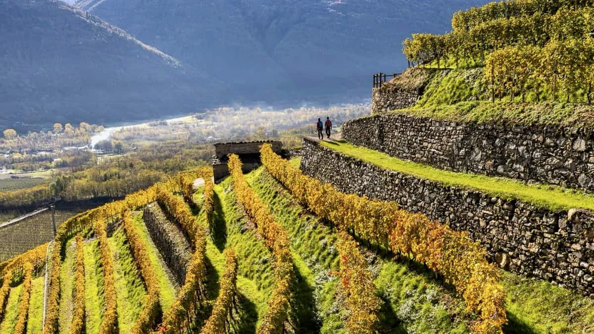 I vigneti terrazzati sopra Sondrio, nella Valtellina del vino