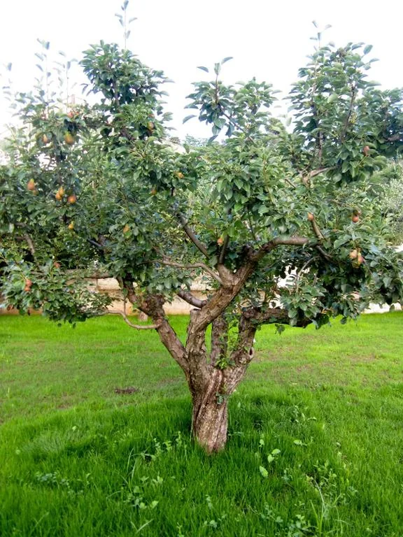 STRAPALU’ — foto 8