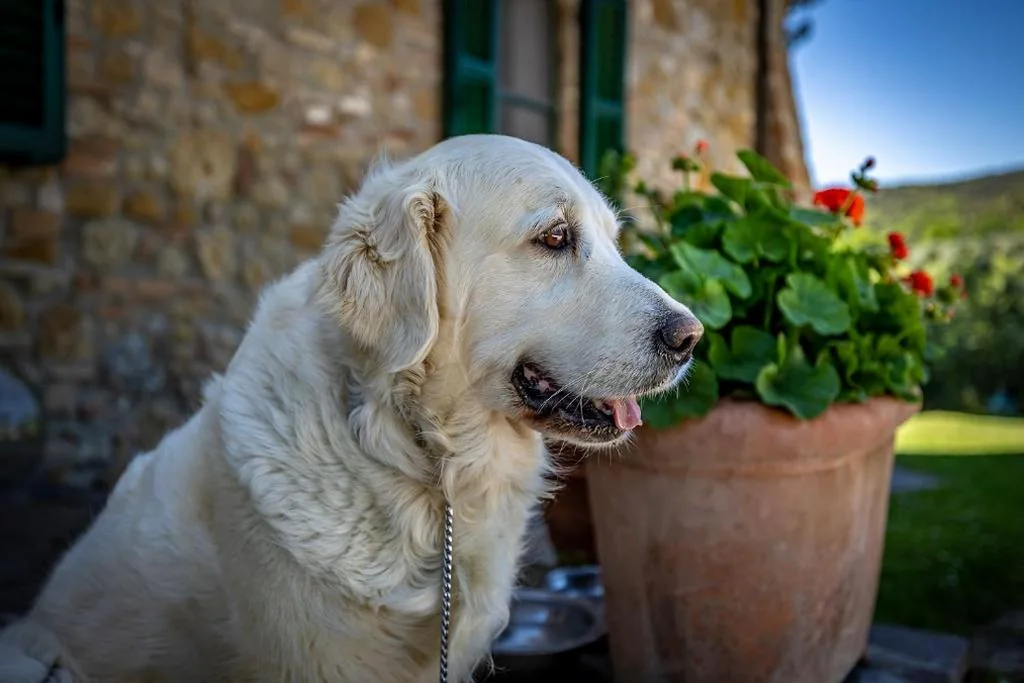 B&B La Fornace Di Racciano — foto 6