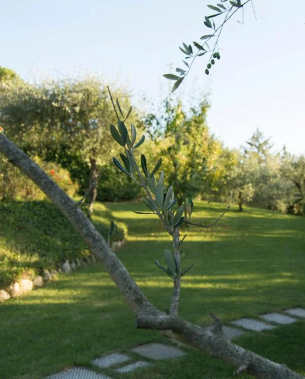 Borgo Villa Risi — foto 8