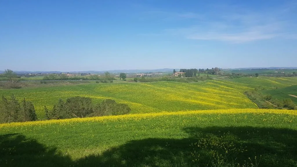 Gli Ulivi di Siena — foto 4