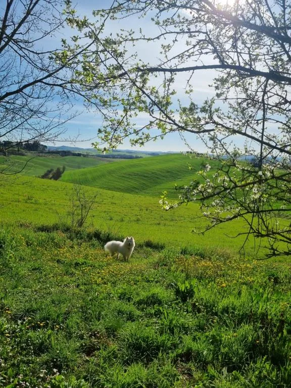 Gli Ulivi di Siena — foto 5