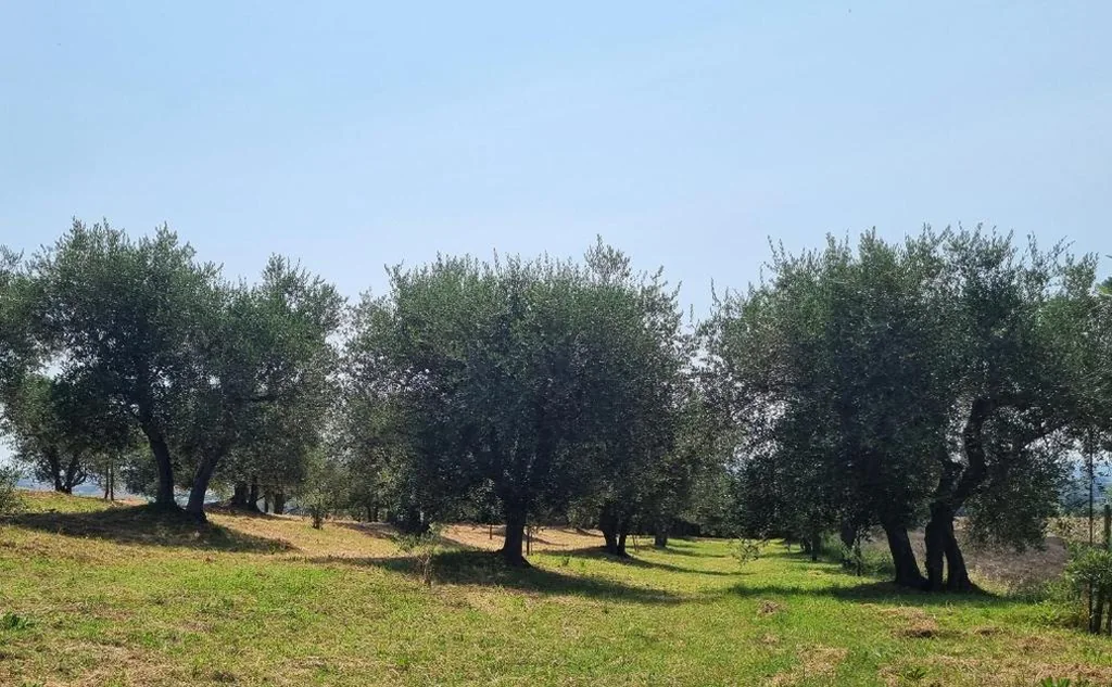 Gli Ulivi di Siena — foto 6