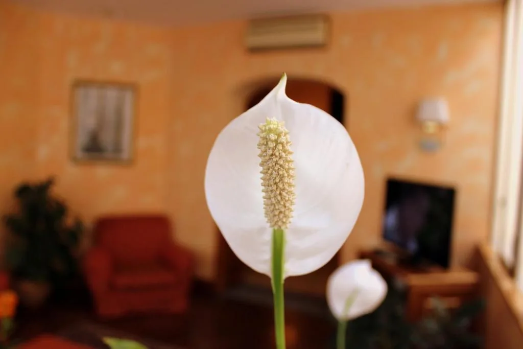 Hotel Beatrice — foto 3