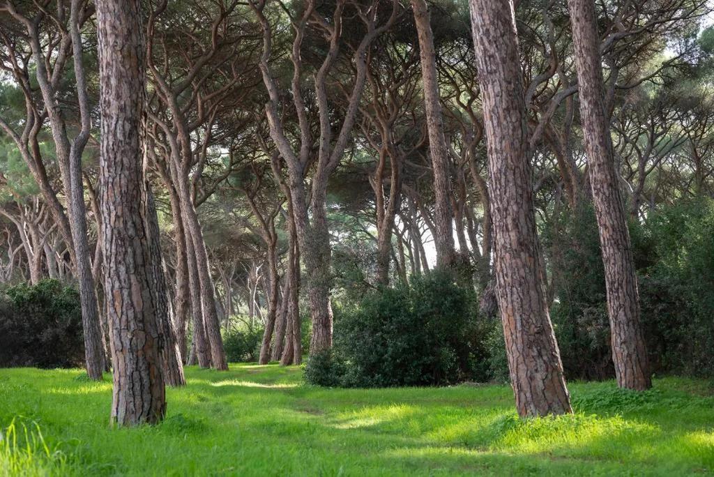 Hotel Parco dei Pini – 100mt dal Mare — foto 7