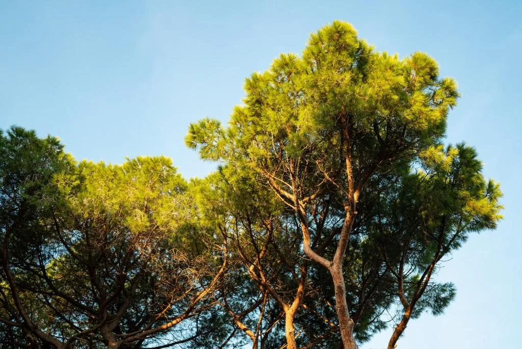 Hotel Parco dei Pini – 100mt dal Mare — foto 8