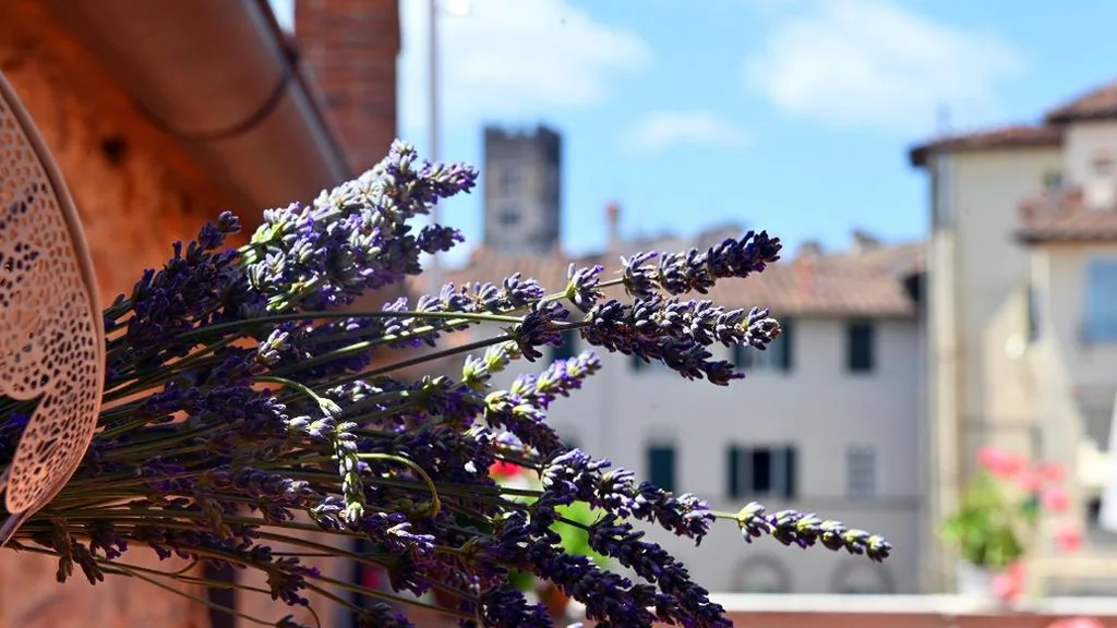 L’Iris B&B in Terrazza — foto 8