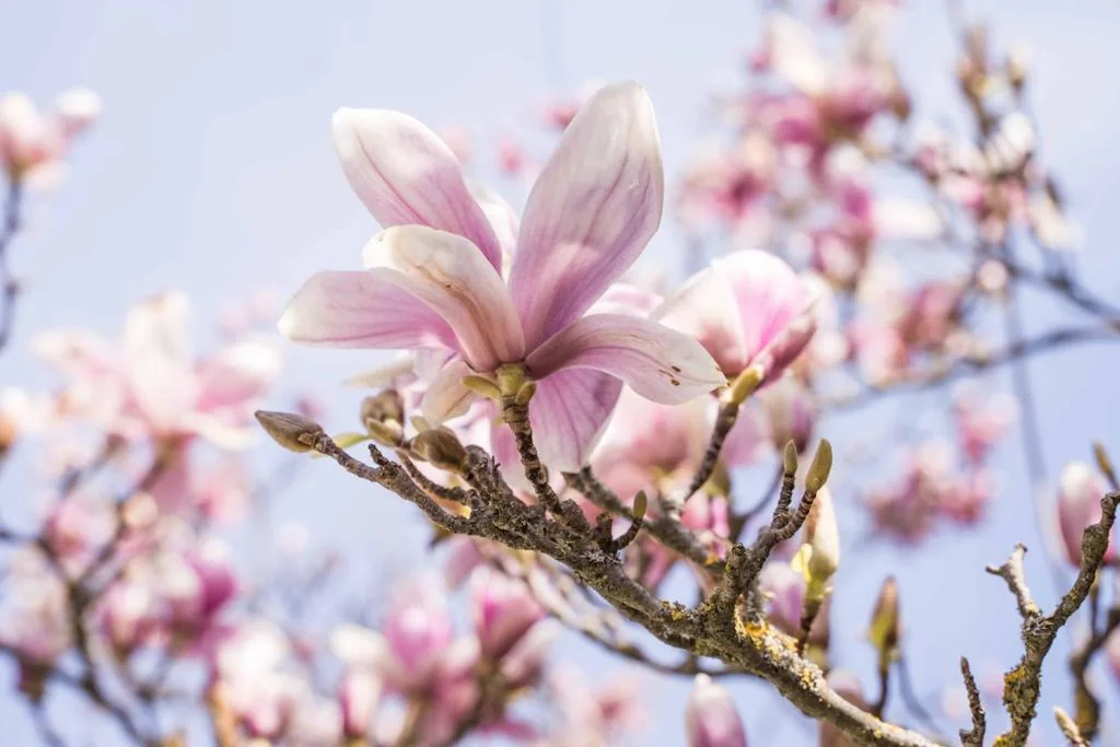 La Magnolia — foto 3