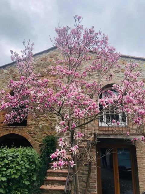 La Magnolia — foto 4
