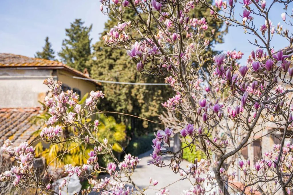 La Magnolia — foto 5