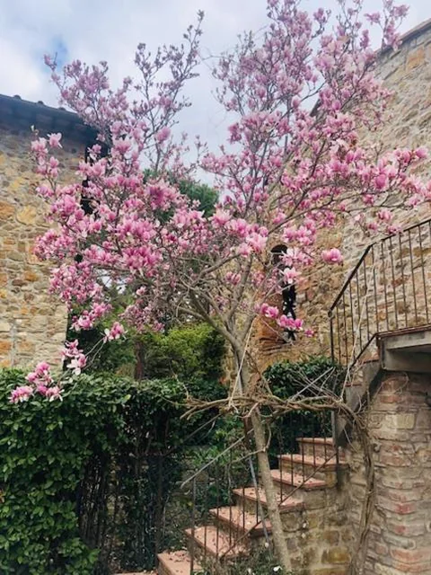 La Magnolia — foto 6