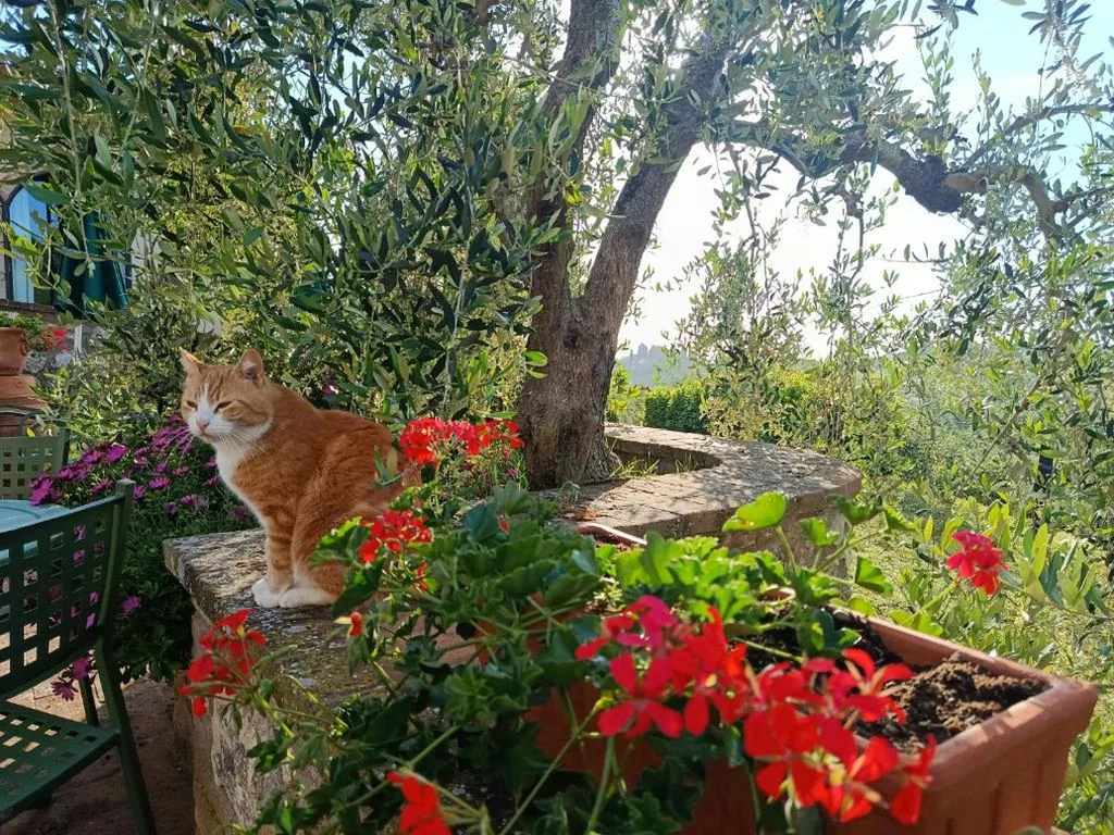 Rocca degli Olivi — foto 5