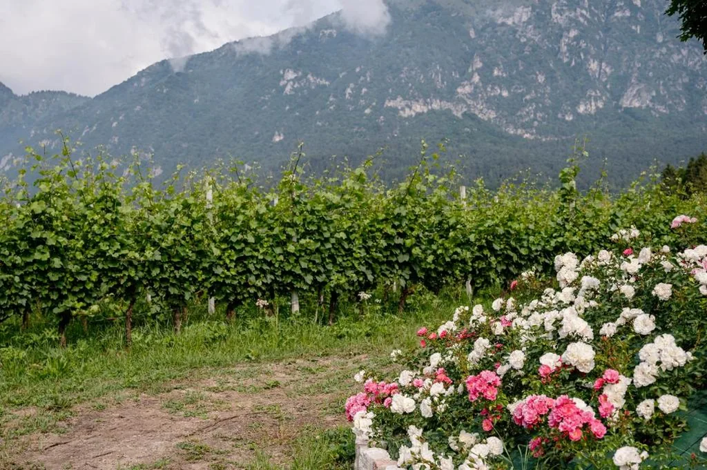 Agritur Maso alle Rose B&B e Restaurant — foto 8